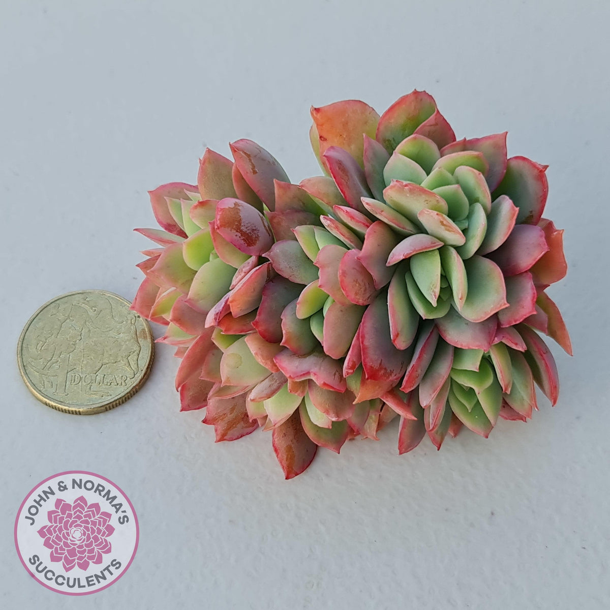 Echeveria 'Low' Crest Cuttings