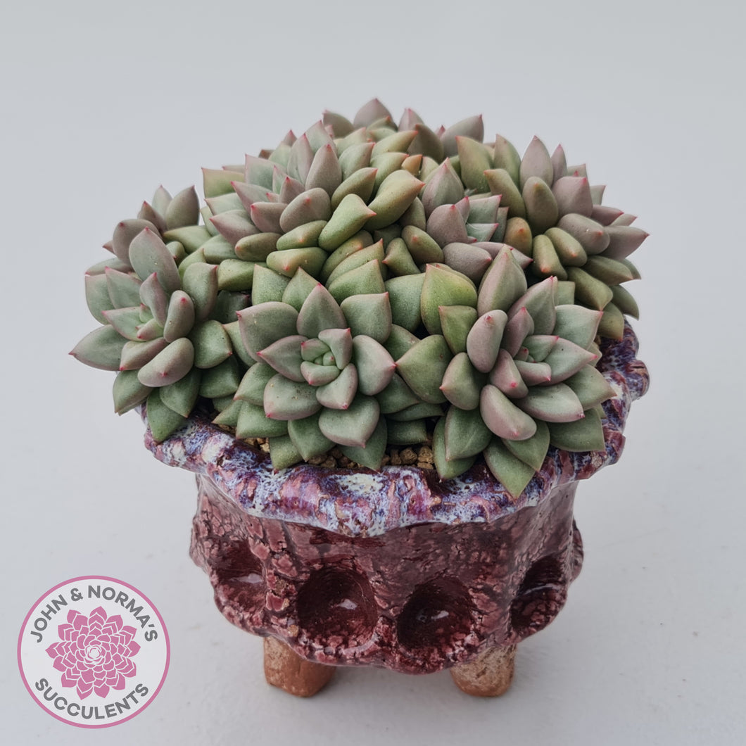 jc succulents Buy Echeveria JC Van Keppel Australia