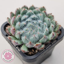 Load image into Gallery viewer, Echeveria &#39;Comet&#39; setosa v. minor - John &amp; Norma&#39;s Succulents Australia
