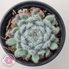 Load image into Gallery viewer, Echeveria &#39;Comet&#39; setosa v. minor - John &amp; Norma&#39;s Succulents Australia
