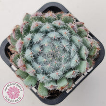 Load image into Gallery viewer, Echeveria &#39;Comet&#39; setosa v. minor - John &amp; Norma&#39;s Succulents Australia
