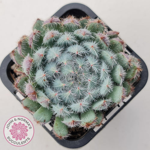 Echeveria 'Comet' setosa v. minor - John & Norma's Succulents Australia