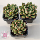 Echeveria 'Cat's Eye'