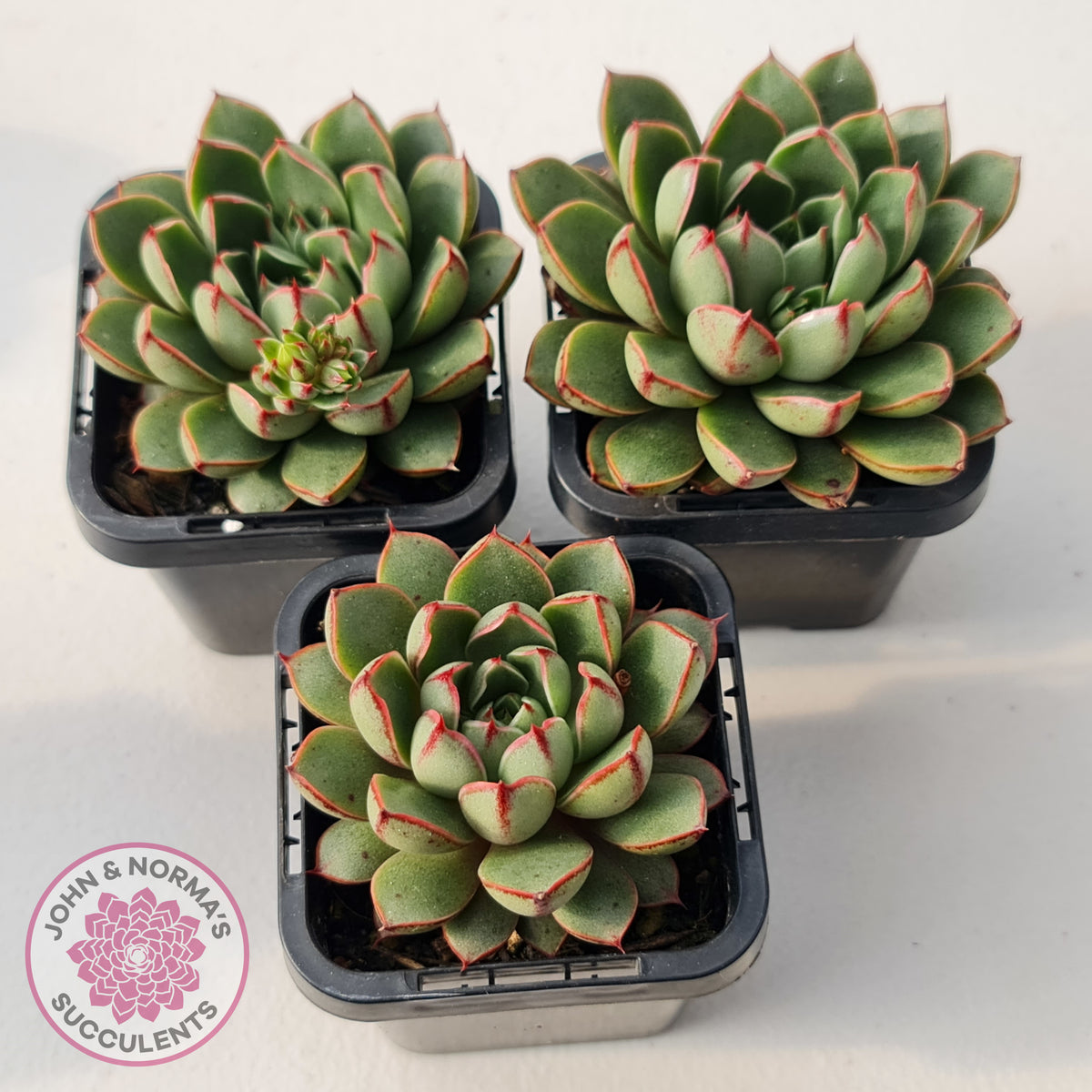 Echeveria 'Cat's Eye'