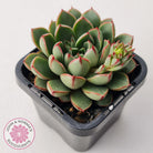 Echeveria 'Cat's Eye'