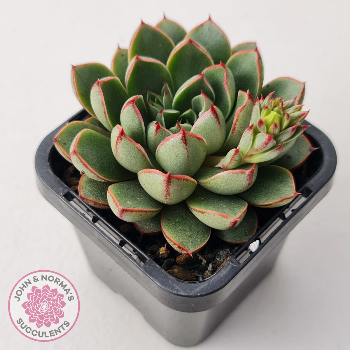 Echeveria 'Cat's Eye'