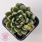 Echeveria 'Cat's Eye'