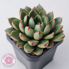 Echeveria 'Cat's Eye'