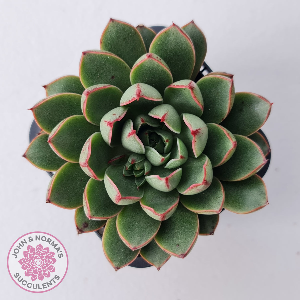Echeveria 'Cat's Eye'