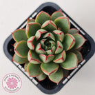 Echeveria 'Cat's Eye'