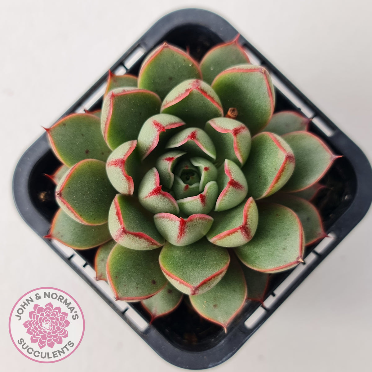 Echeveria 'Cat's Eye'