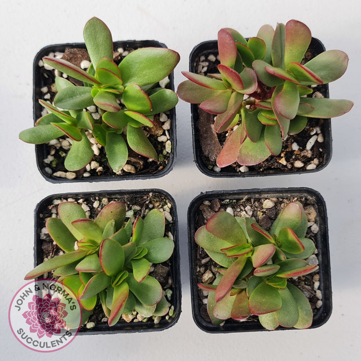 Crassula atropurpurea