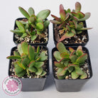 Crassula atropurpurea
