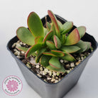 Crassula atropurpurea