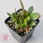 Crassula atropurpurea