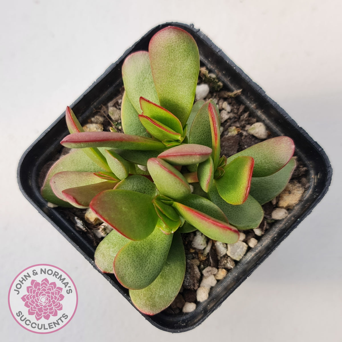 Crassula atropurpurea