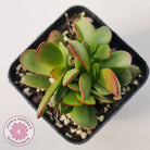 Crassula atropurpurea
