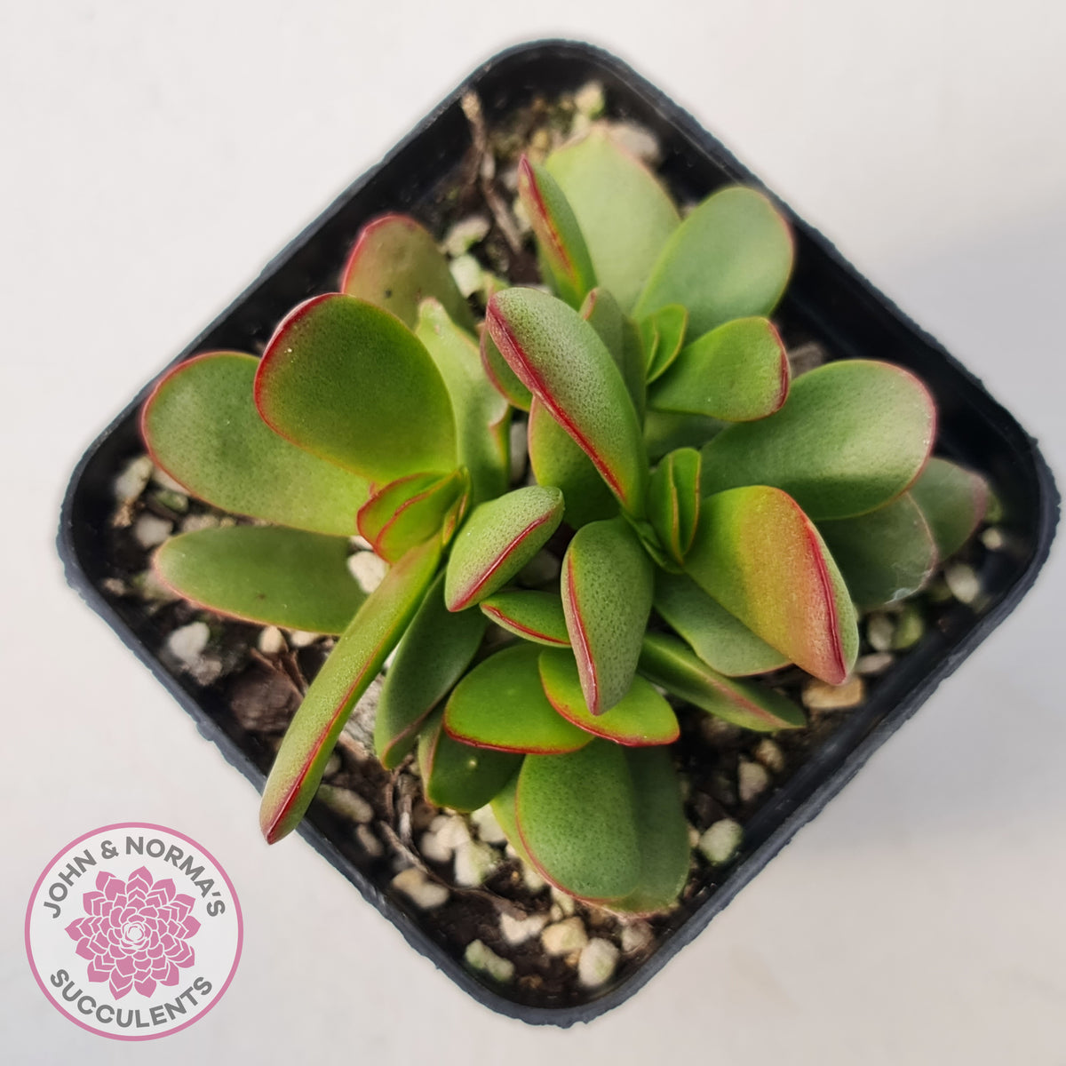 Crassula atropurpurea