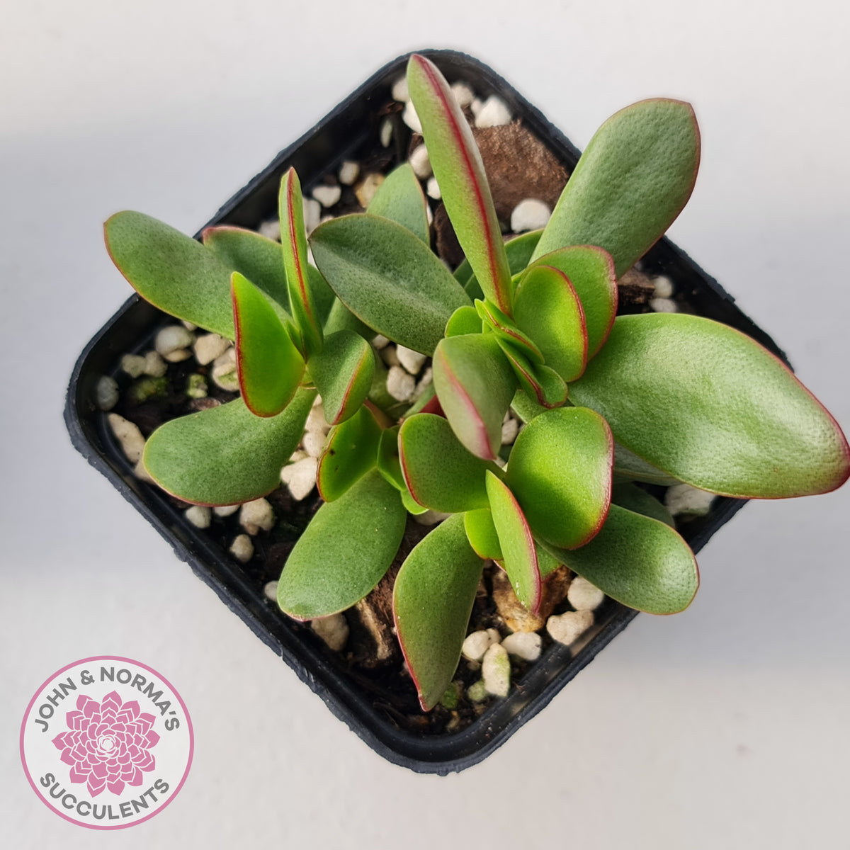 Crassula atropurpurea