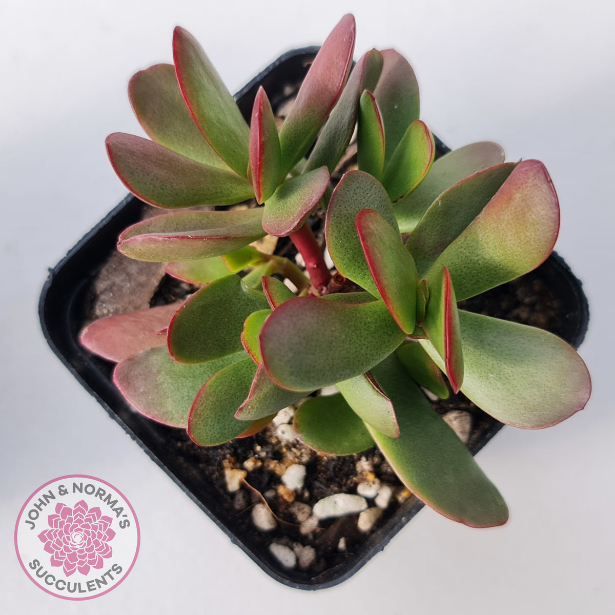 Crassula atropurpurea