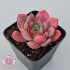Echeveria 'Bloody Sunset'