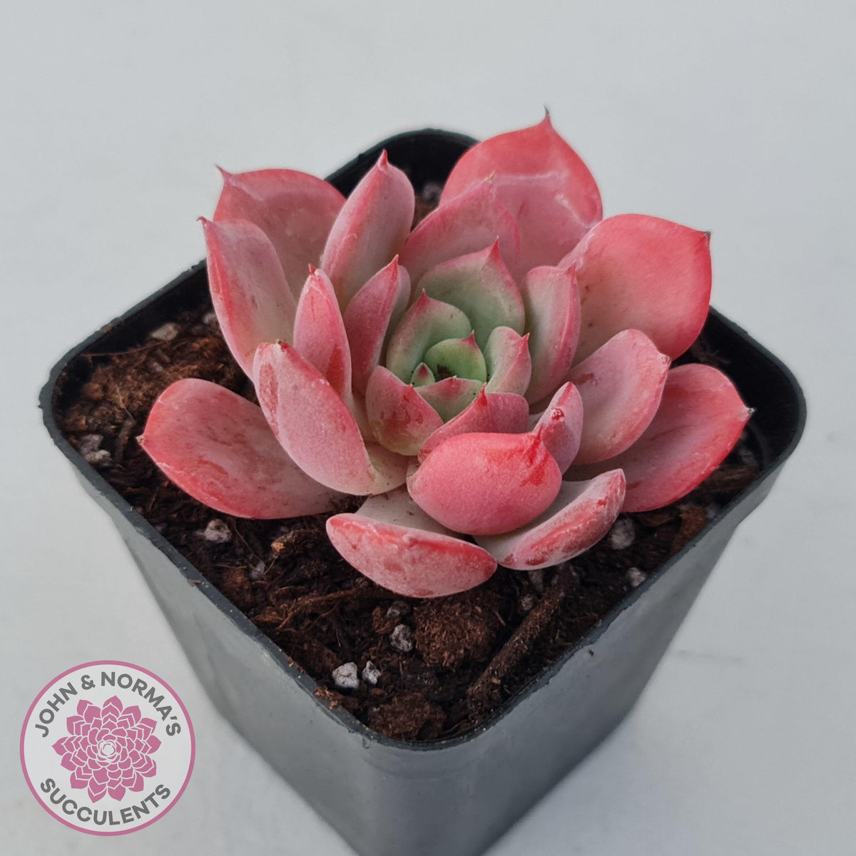Echeveria 'Bloody Sunset'