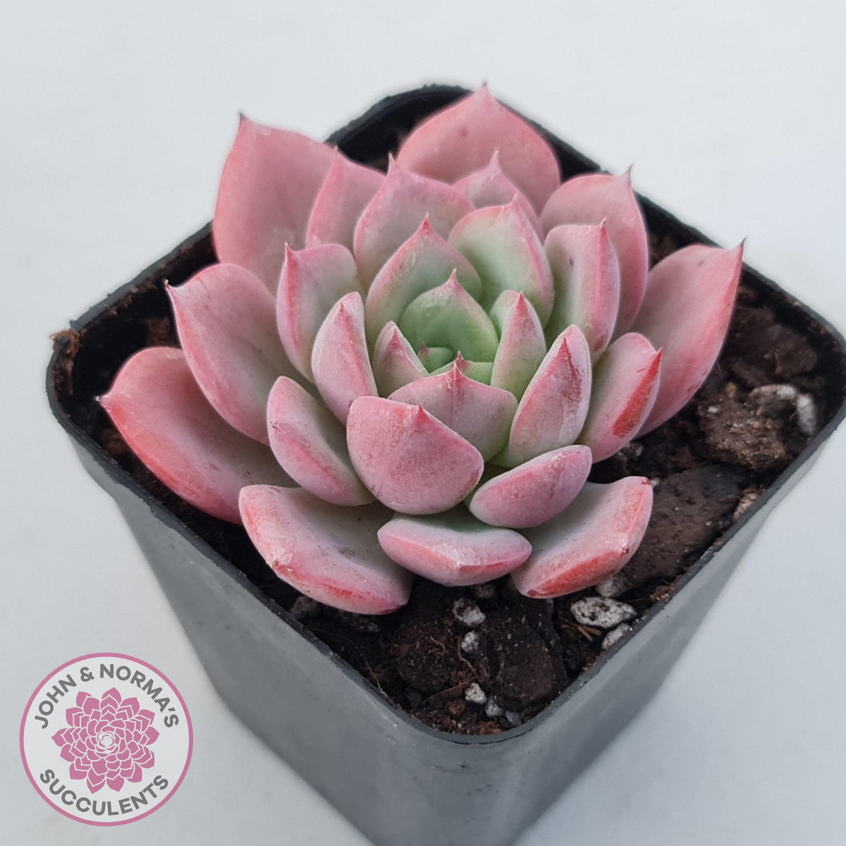 Echeveria 'Bloody Sunset'