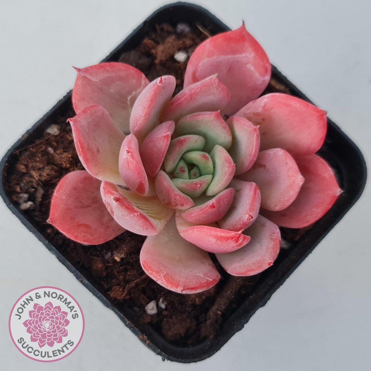 Echeveria 'Bloody Sunset'
