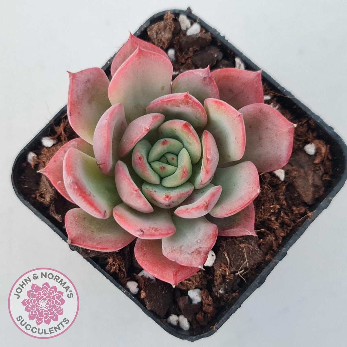 Echeveria 'Bloody Sunset'