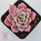 Echeveria 'Bloody Sunset'