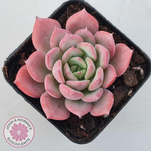 Echeveria 'Bloody Sunset' - John & Norma's Succulents Australia