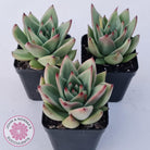 Echeveria agavoides 'Ike Soul'