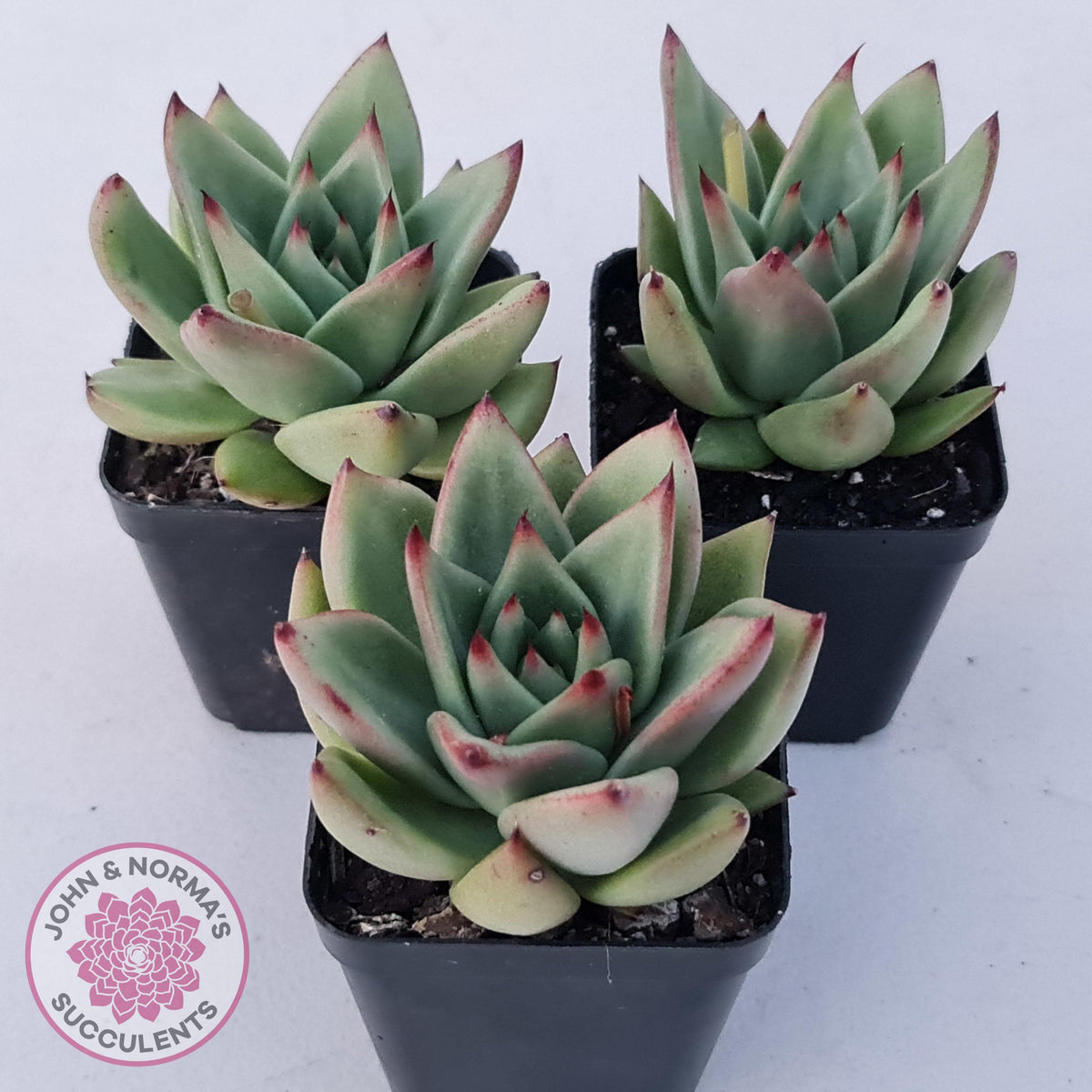 Echeveria agavoides 'Ike Soul'