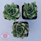 Echeveria agavoides 'Ike Soul'