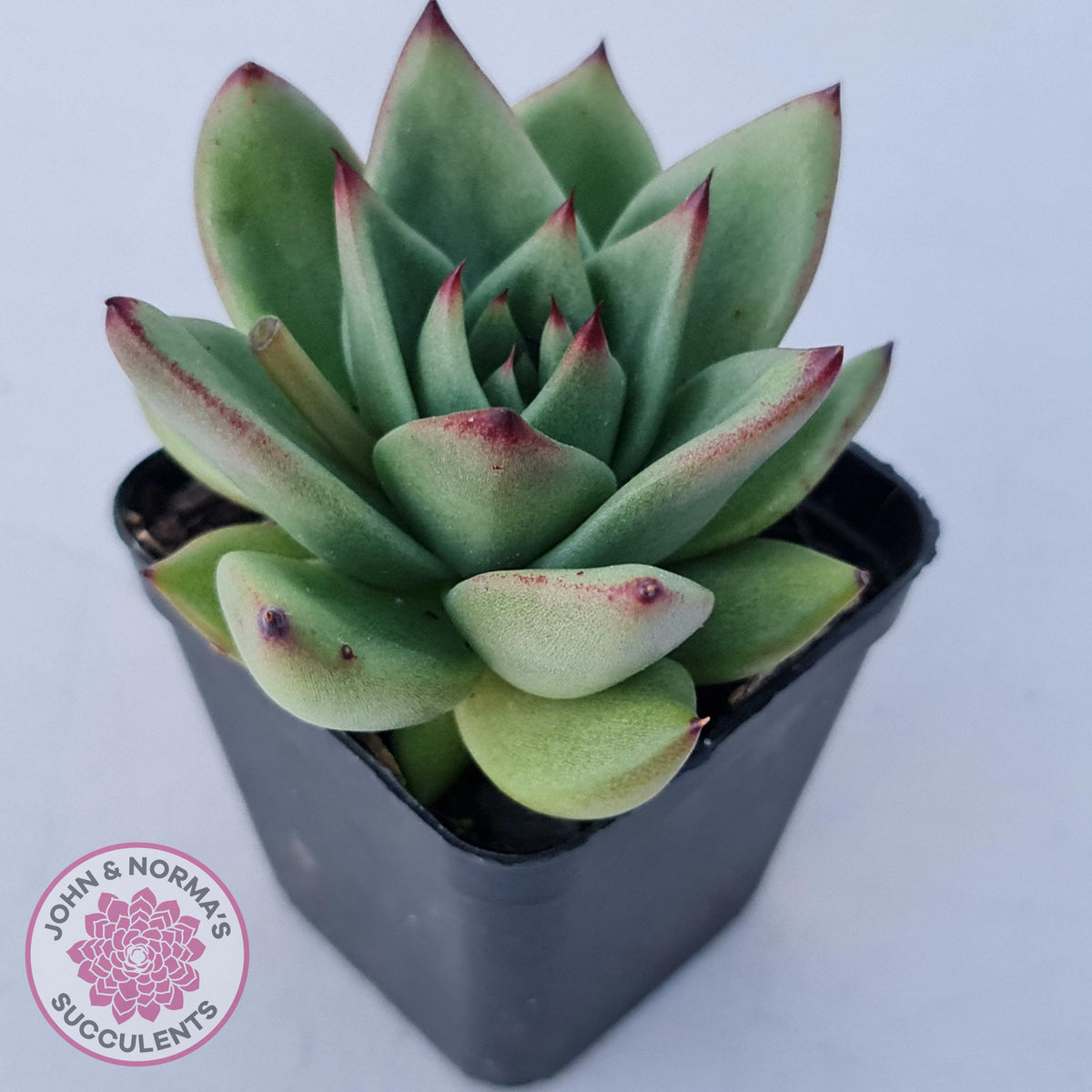 Echeveria agavoides 'Ike Soul'