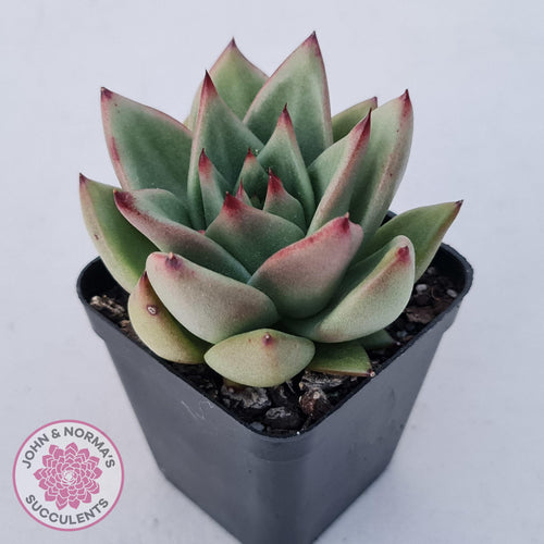 Echeveria agavoides 'Ike Soul' - John & Norma's Succulents Australia