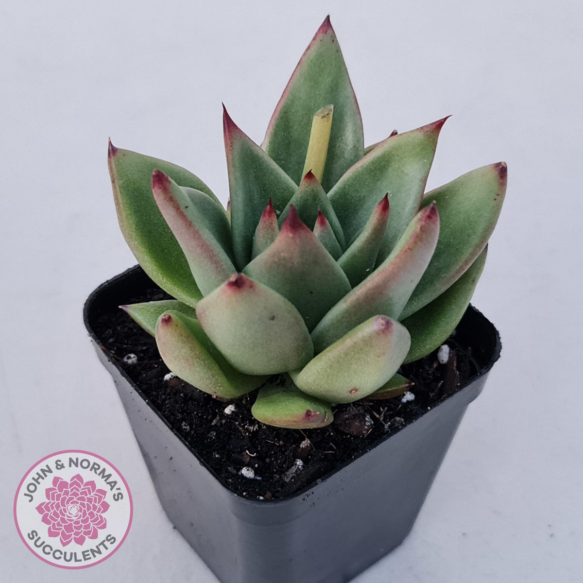 Echeveria agavoides 'Ike Soul'