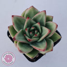 Echeveria agavoides 'Ike Soul'