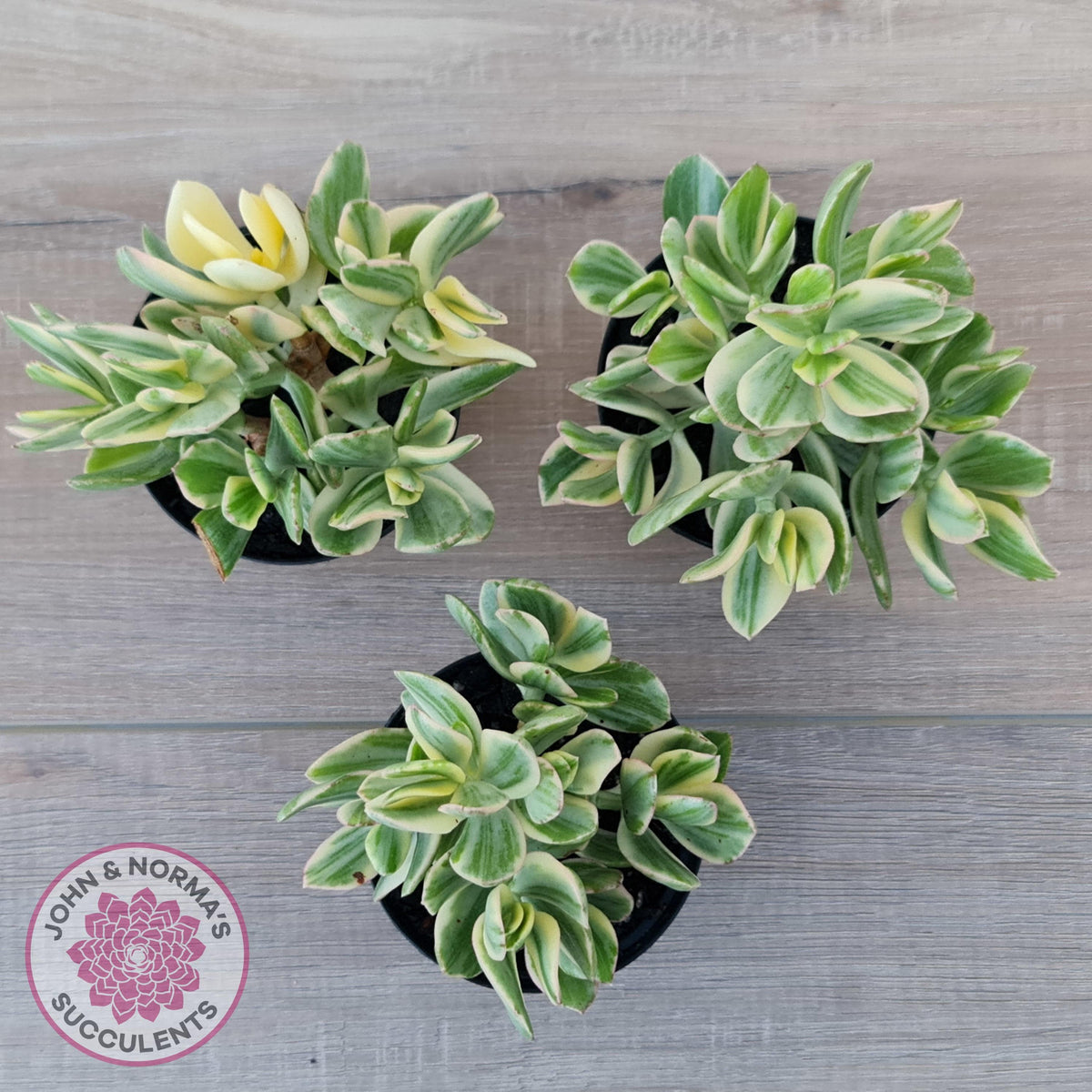 Crassula ovata variegata - 90mm Lg