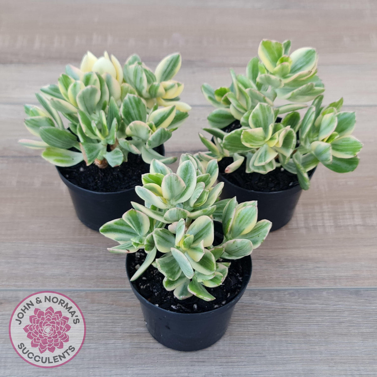 Crassula ovata variegata - 90mm Lg
