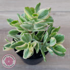 Crassula ovata variegata - 90mm Lg