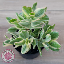 Load image into Gallery viewer, Crassula ovata variegata - 90mm Lg - John &amp; Norma&#39;s Succulents Australia
