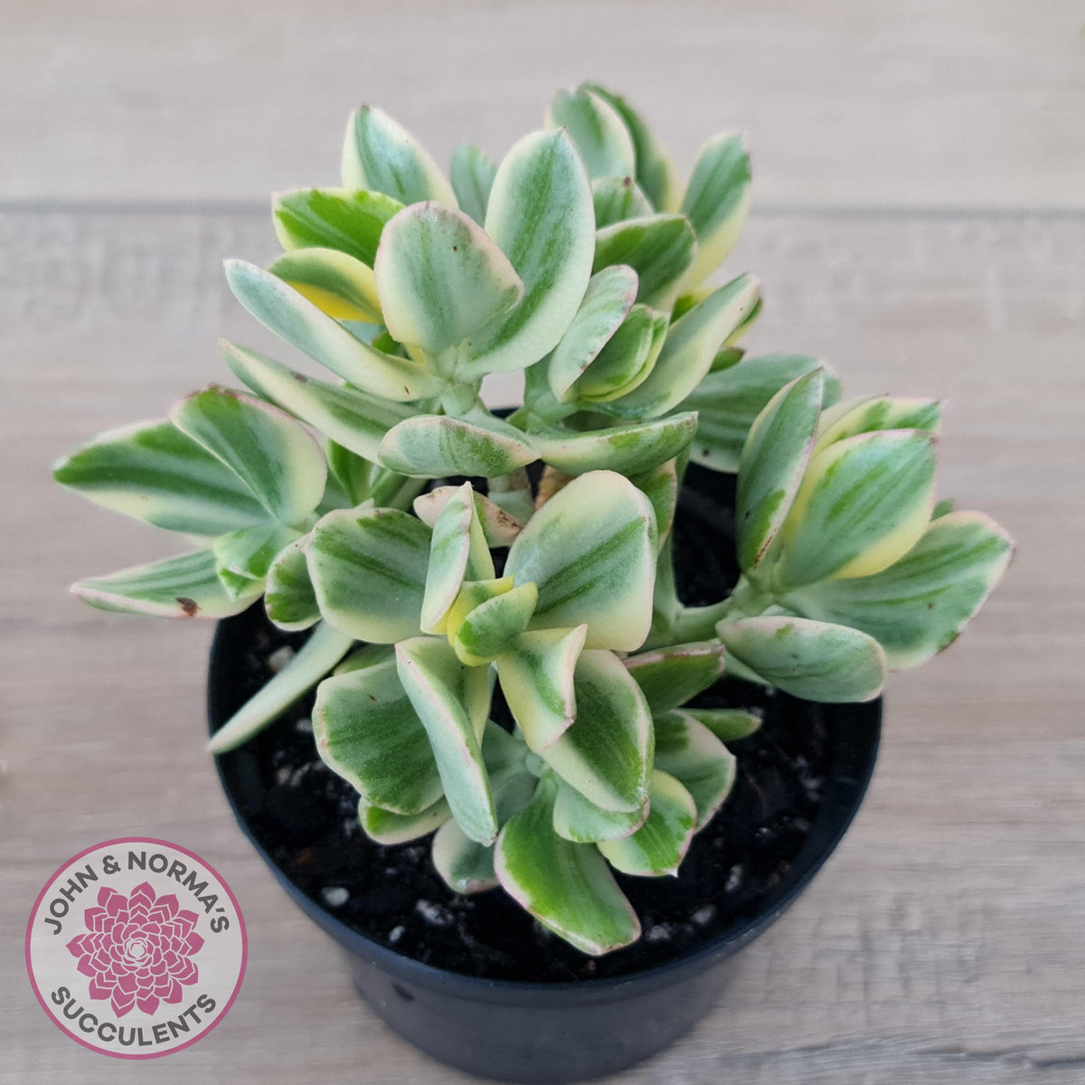Crassula ovata variegata - 90mm Lg