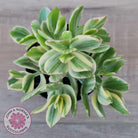 Crassula ovata variegata - 90mm Lg