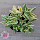 Crassula ovata variegata - 90mm Lg