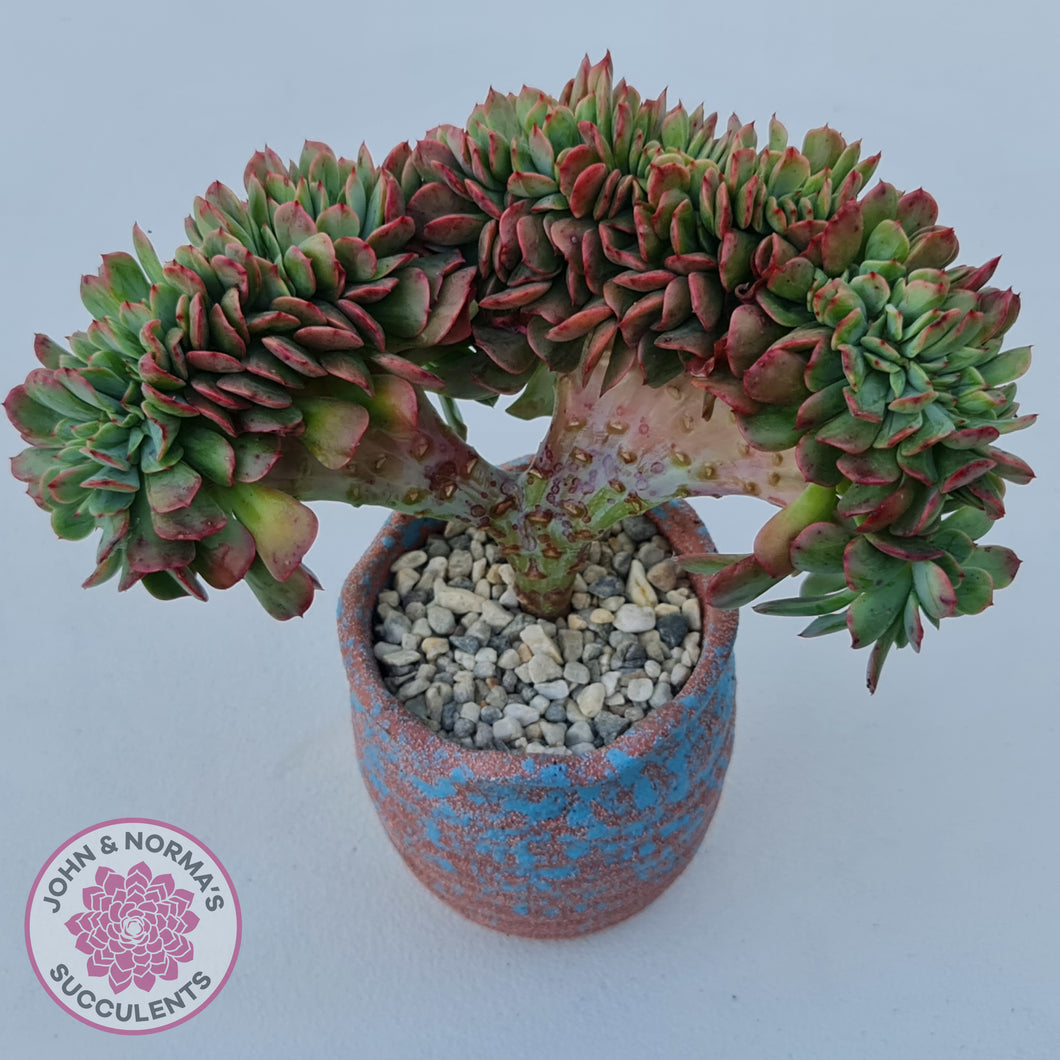 briar patch succulent Buy Echeveria Briar Rose Crest Australia
