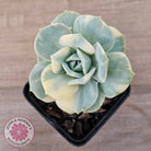 Graptoveria Lovely Rose Variegated