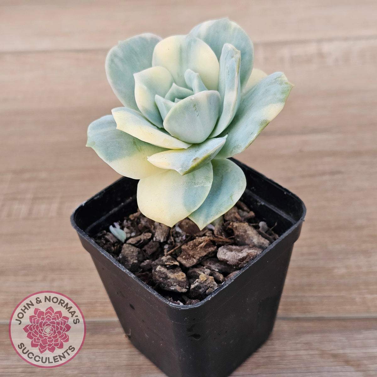 Graptoveria Lovely Rose Variegated