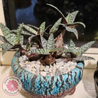 Ledebouria socialis