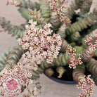 Crassula Baby's Necklace
